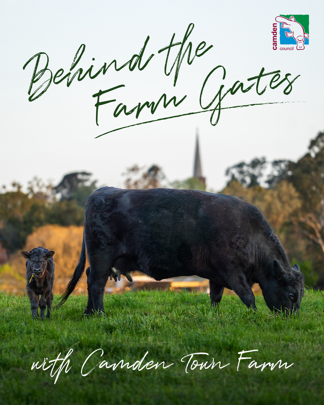 Imae of black and orange cows with words saying Behind The Farm Gate