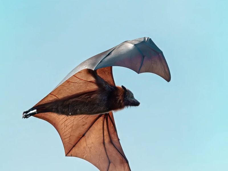 Flying-fox in sky