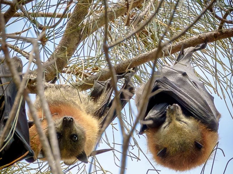 Flying-foxes sleeping in a tree